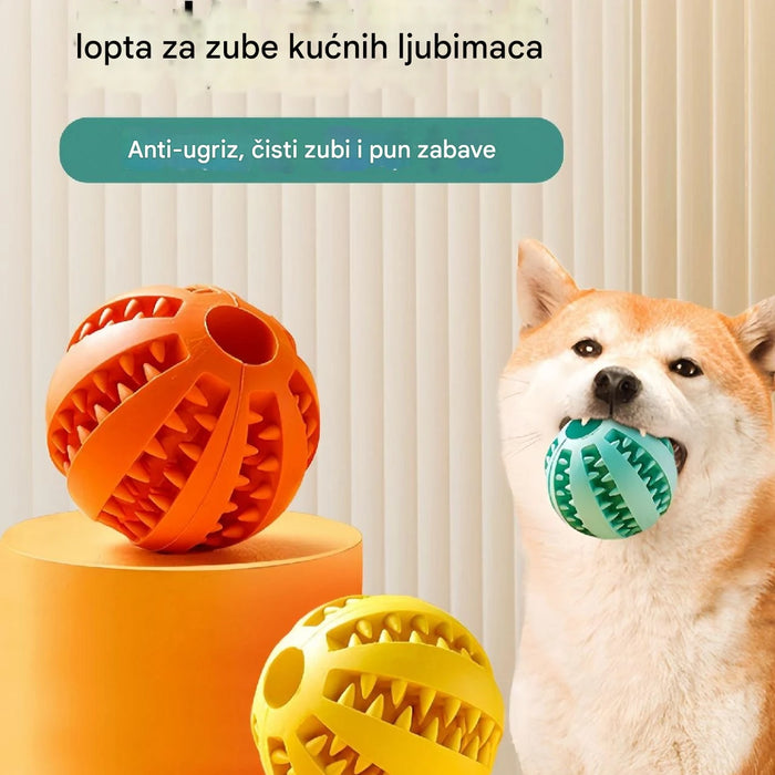 Interactive dog toys to relieve boredom and tooth grinding